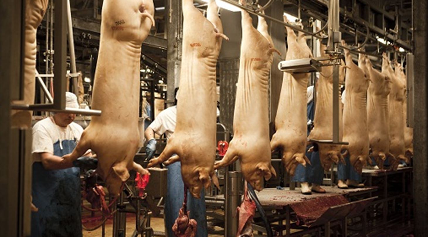 Meat plant design